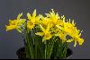 <em>Narcissus</em> 'Bowles Early Sulphur x cyclamineus'